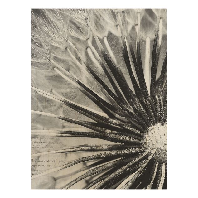 Prints på træ blomster Dandelion Black & White