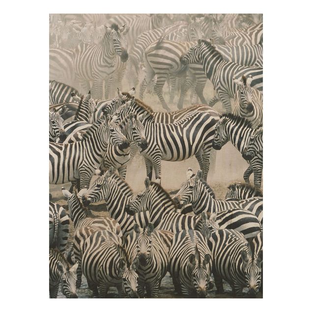 Billeder Zebra Herd
