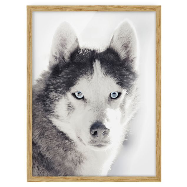 Billeder moderne Husky Portrait