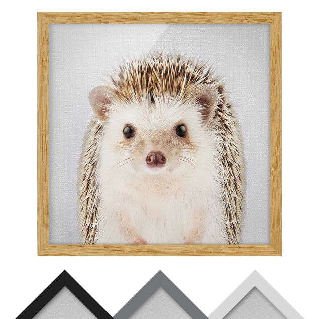 Billeder sort og hvid Hedgehog Ingolf