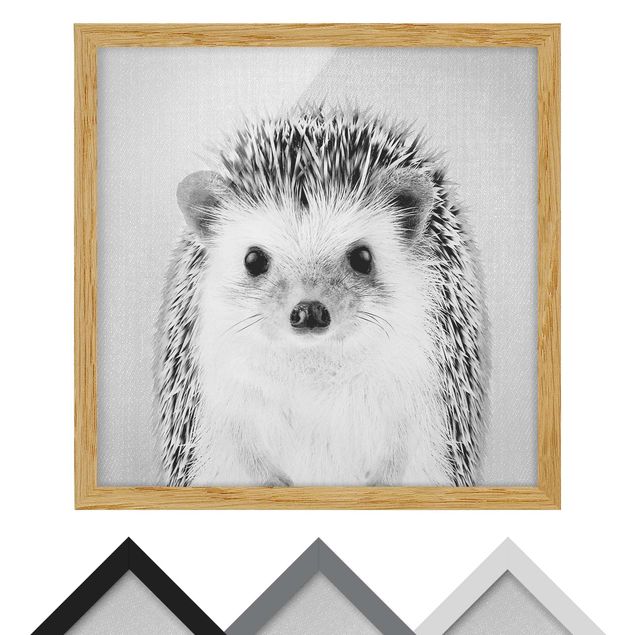 Billeder sort og hvid Hedgehog Ingolf Black And White