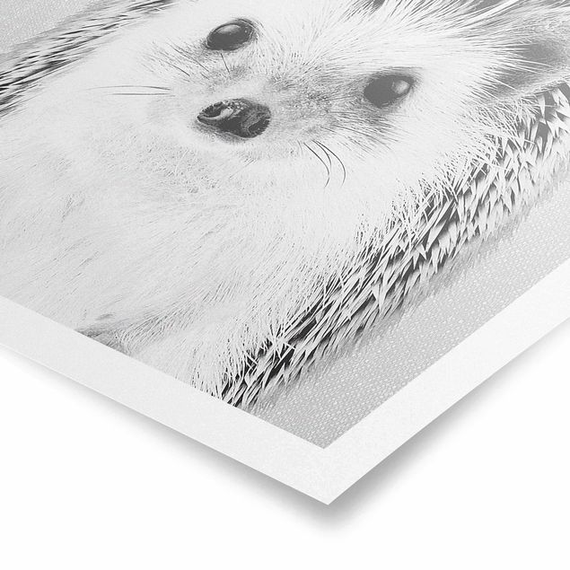 Billeder moderne Hedgehog Ingolf Black And White