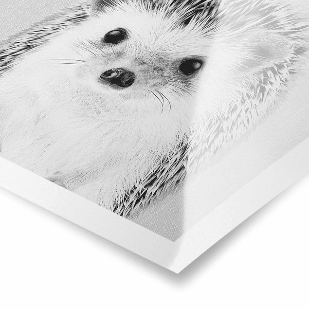 Billeder sort og hvid Hedgehog Ingolf Black And White