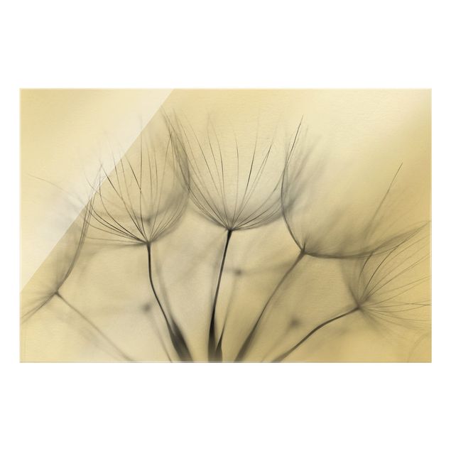 Billeder blomster Inside A Dandelion Black And White