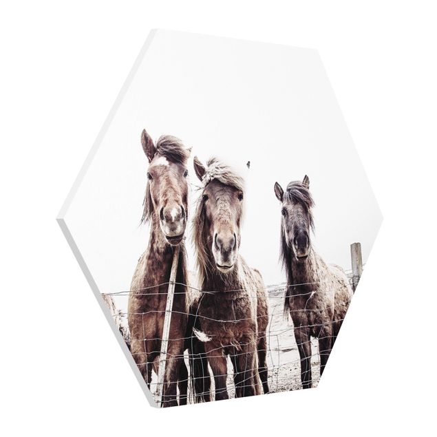 Billeder dyr Icelandic Horse