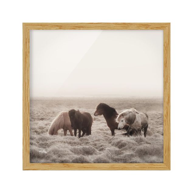 Billeder moderne Wild Icelandic Horse