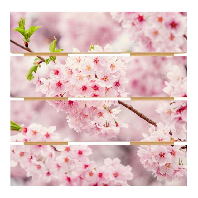 Prints på træ Japanese Cherry Blossoms