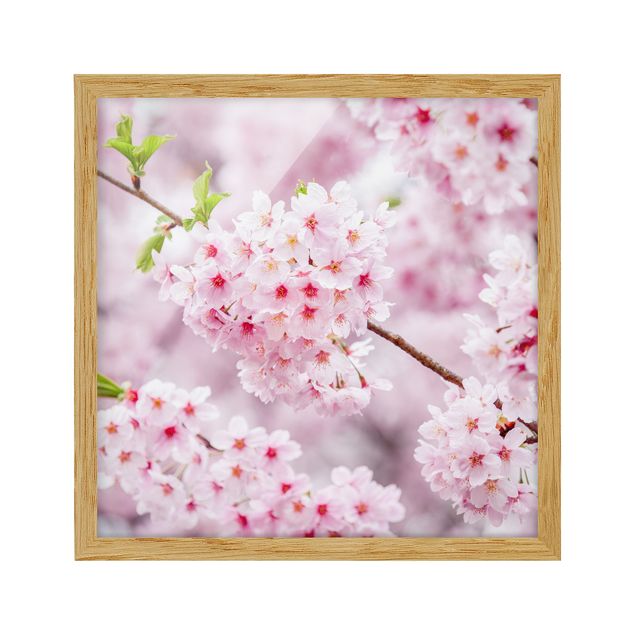 Billeder arkitektur og skyline Japanese Cherry Blossoms