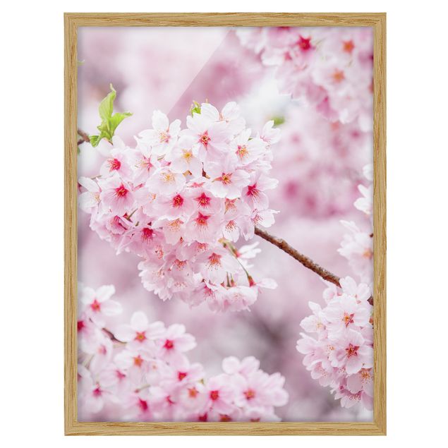 Billeder arkitektur og skyline Japanese Cherry Blossoms