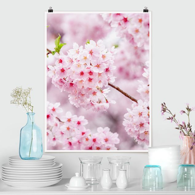 Billeder Asien Japanese Cherry Blossoms