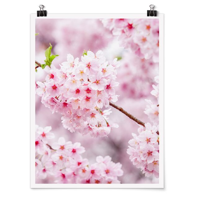 Plakater blomster Japanese Cherry Blossoms