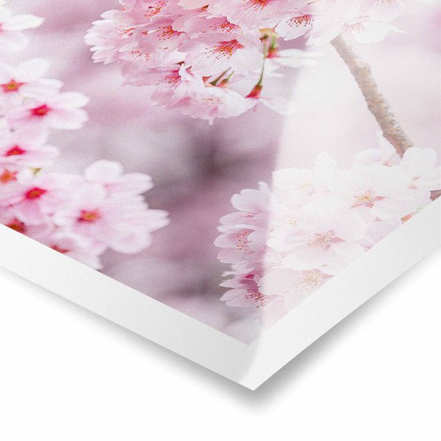 Billeder lyserød Japanese Cherry Blossoms