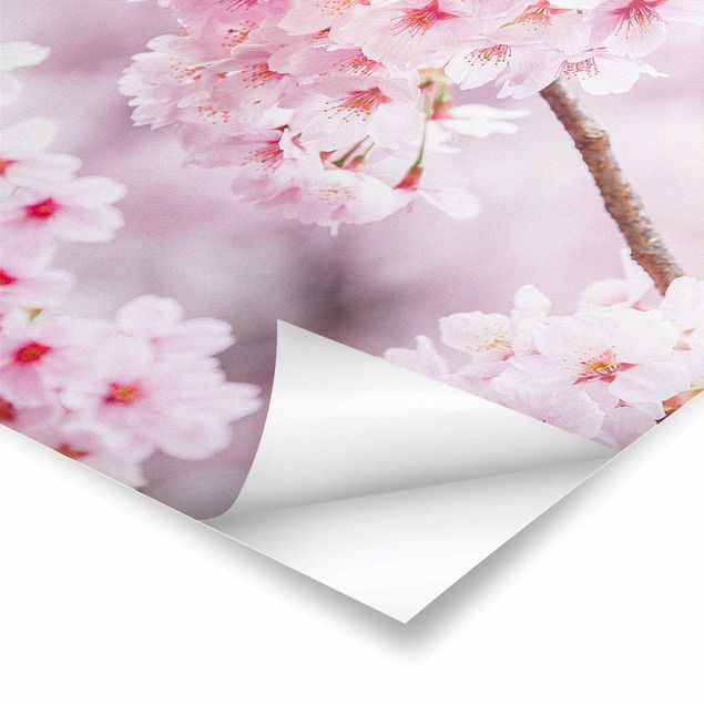 Billeder Japanese Cherry Blossoms
