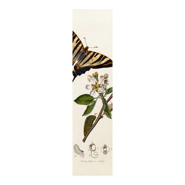 Kunst stilarter John Curtis - A Scarce Swallow-Tail Butterfly