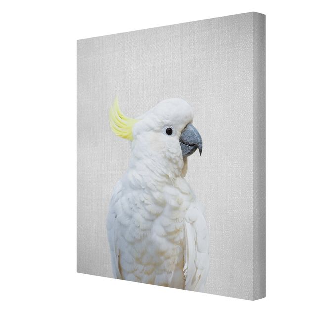 Billeder sort og hvid Cockatoo Kiki