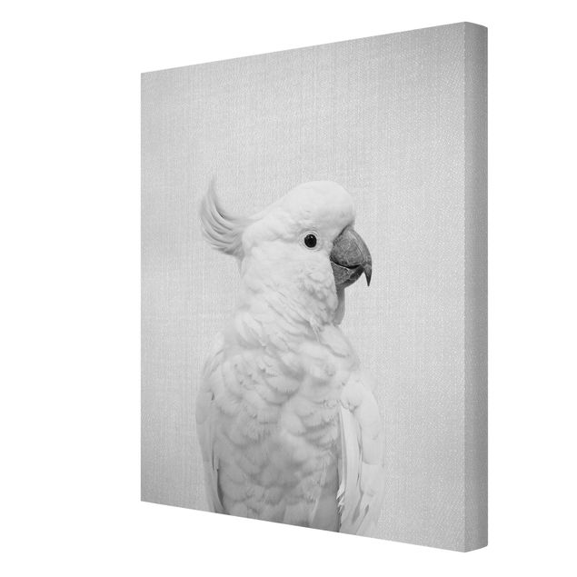 Billeder sort og hvid Cockatoo Kiki Black And White