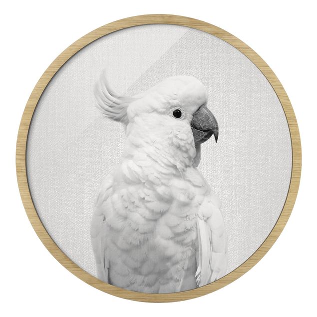 Billeder moderne Cockatoo Kiki Black And White