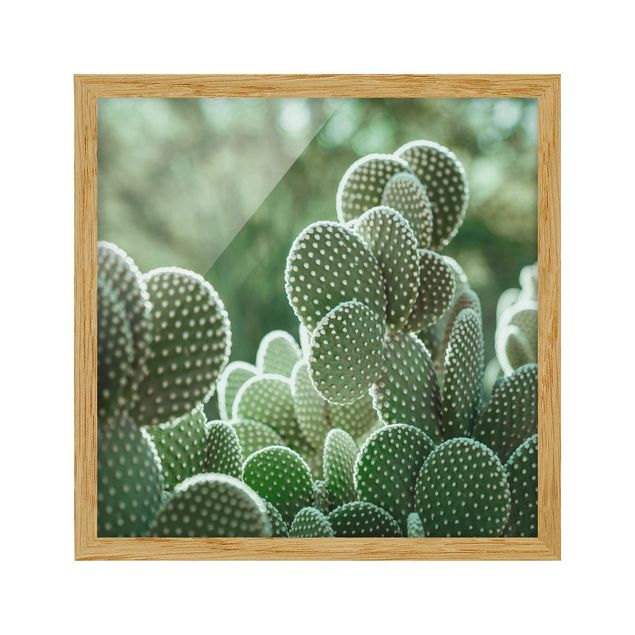 Billeder blomster Cacti