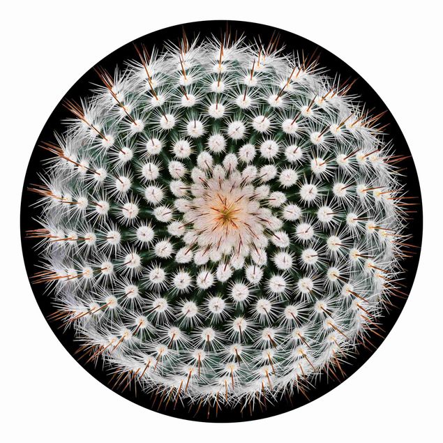 Tapet moderne Cactus Flower
