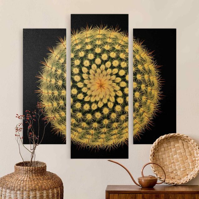 Billeder sort Cactus Flower