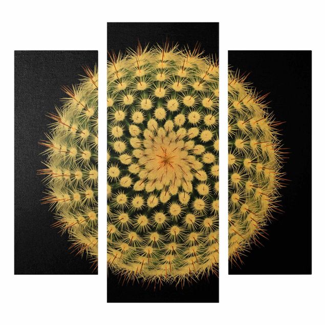 Billeder Cactus Flower