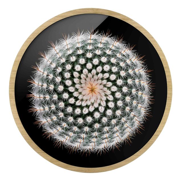Billeder sort Cactus Flower