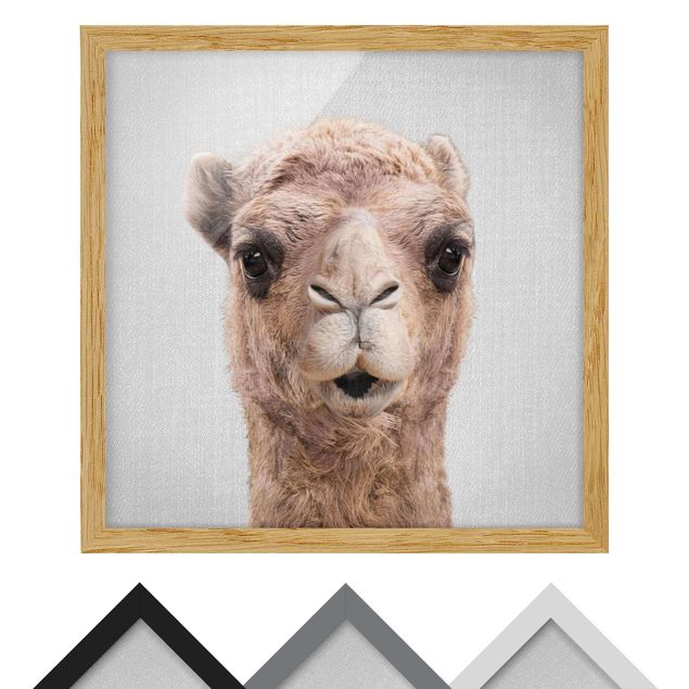 Billeder Gal Design Camel Konrad