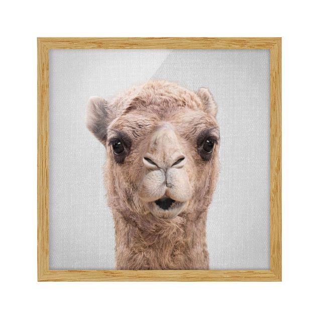 Billeder Afrika Camel Konrad