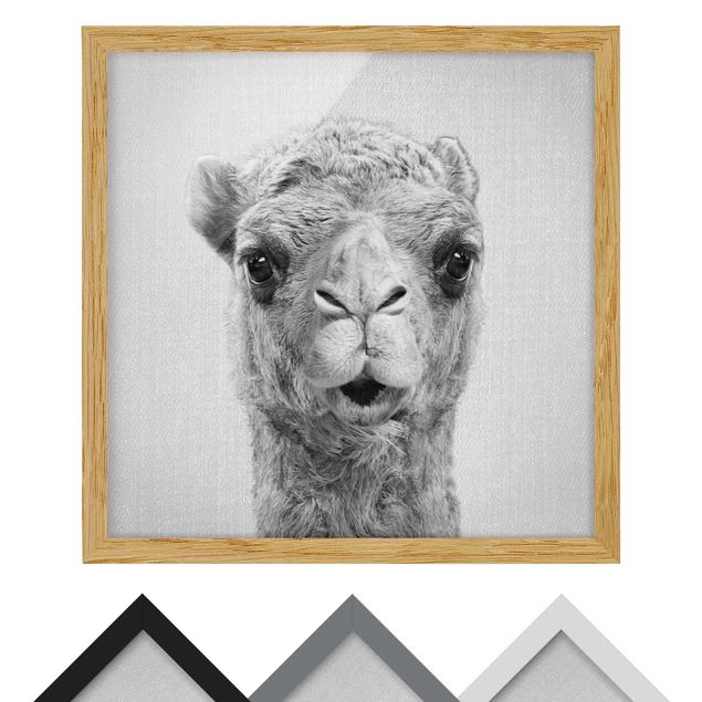 Billeder Gal Design Camel Konrad Black And White