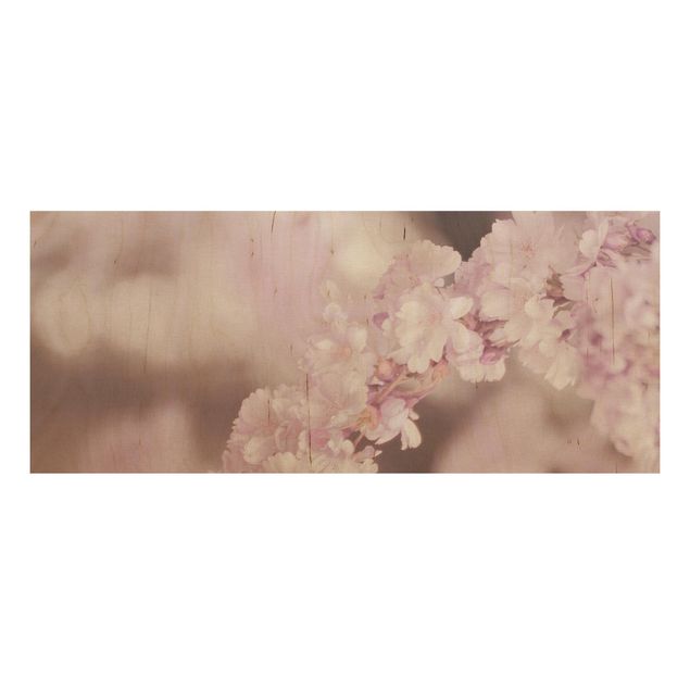 Prints på træ blomster Cherry Blossoms In Purple Light