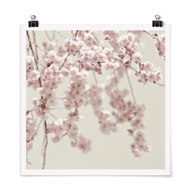 Billeder blomster Dancing Cherry Blossoms