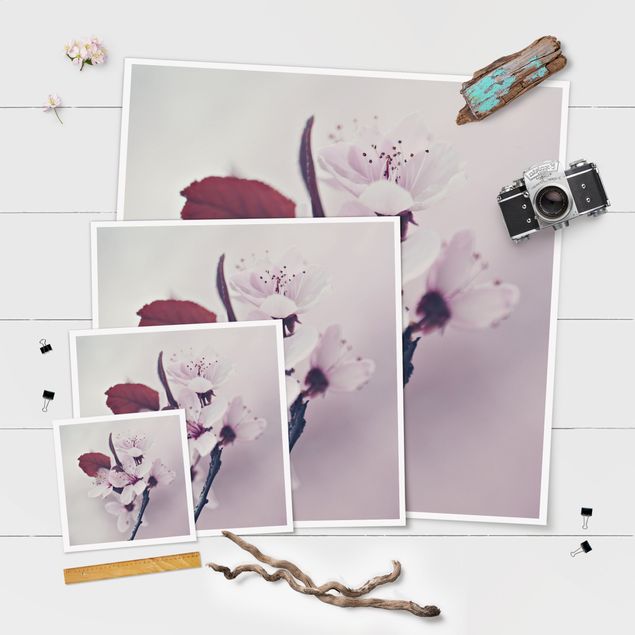 Plakater Cherry Blossom Branch Antique Pink
