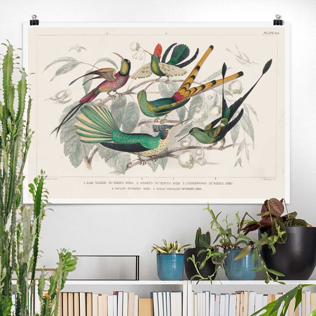 Plakater vintage Hummingbird Diagram