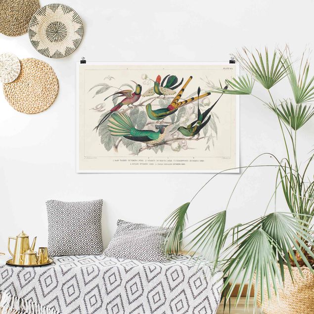 Plakater dyr Hummingbird Diagram