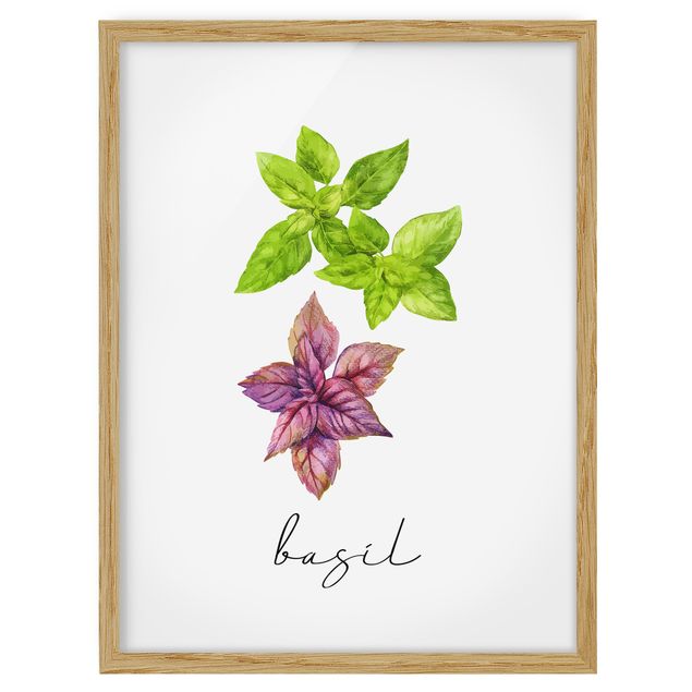 Billeder blomster Herbs Illustration Basil