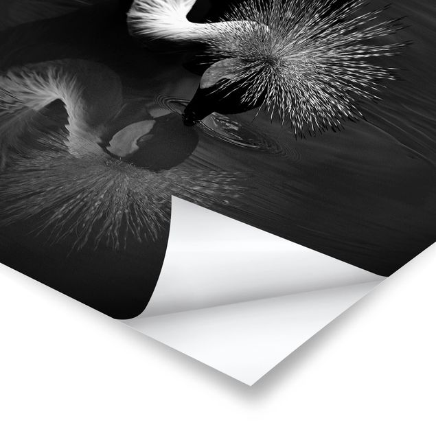 Plakater Crowned Crane Bow Black And White