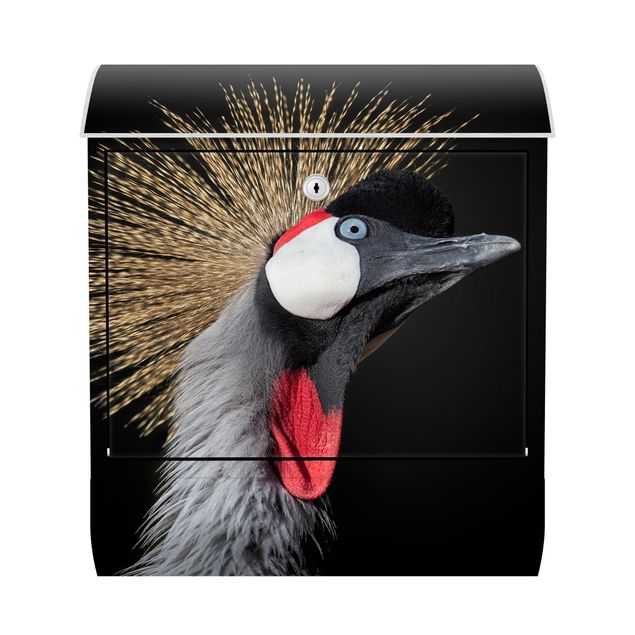 Postkasser sort Crowned Crane In Front Of Black