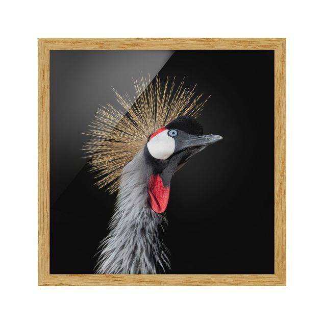 Billeder moderne Crowned Crane In Front Of Black