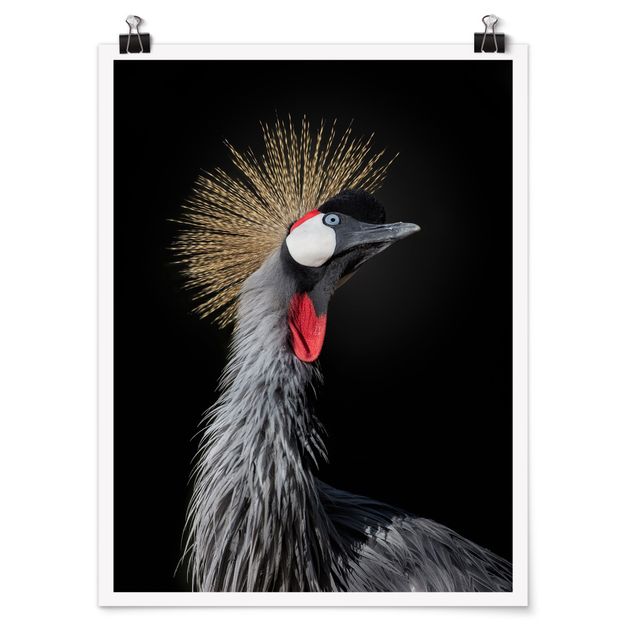 Billeder dyr Crowned Crane In Front Of Black