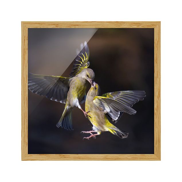 Billeder moderne Kissing Hummingbirds
