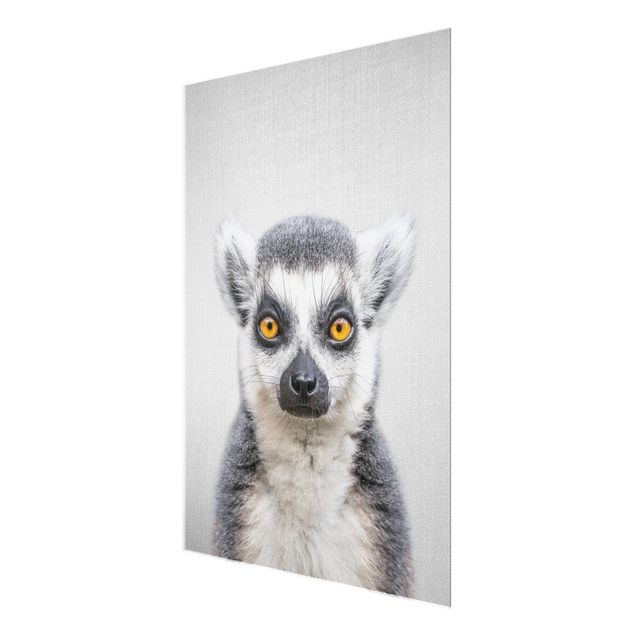 Billeder sort og hvid Lemur Ludwig