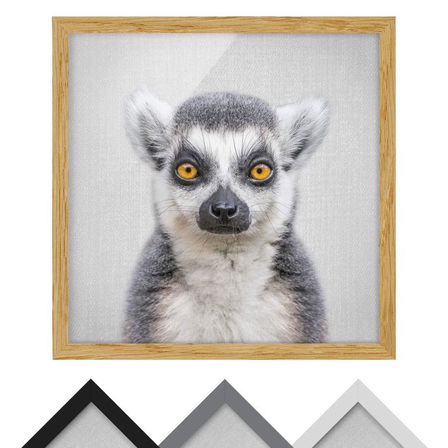 Billeder sort og hvid Lemur Ludwig