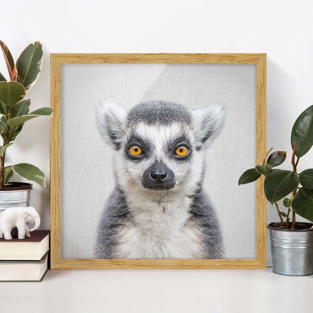 Billeder aber Lemur Ludwig