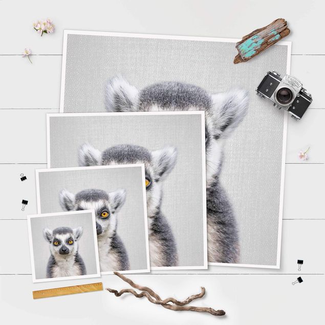 Billeder Lemur Ludwig