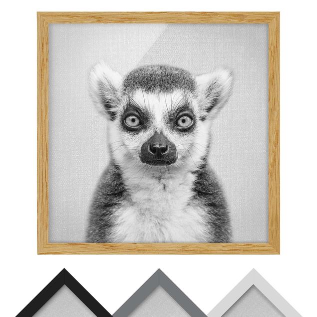 Billeder sort og hvid Lemur Ludwig Black And White
