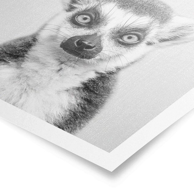 Billeder moderne Lemur Ludwig Black And White