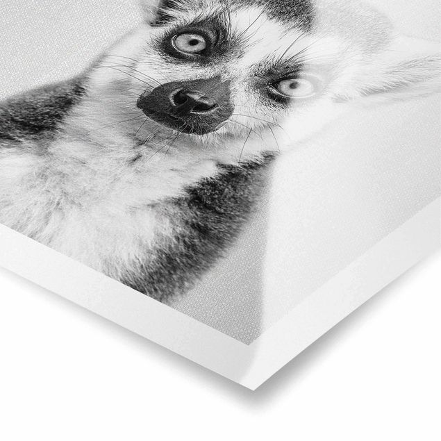 Billeder sort og hvid Lemur Ludwig Black And White
