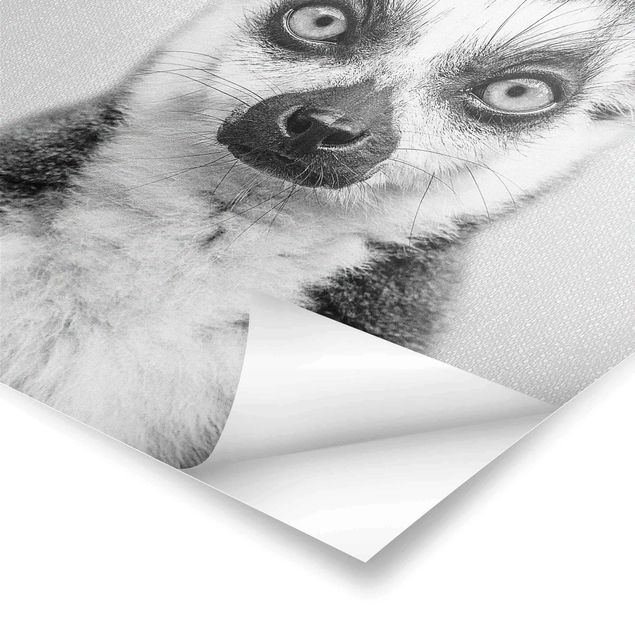 Billeder Gal Design Lemur Ludwig Black And White