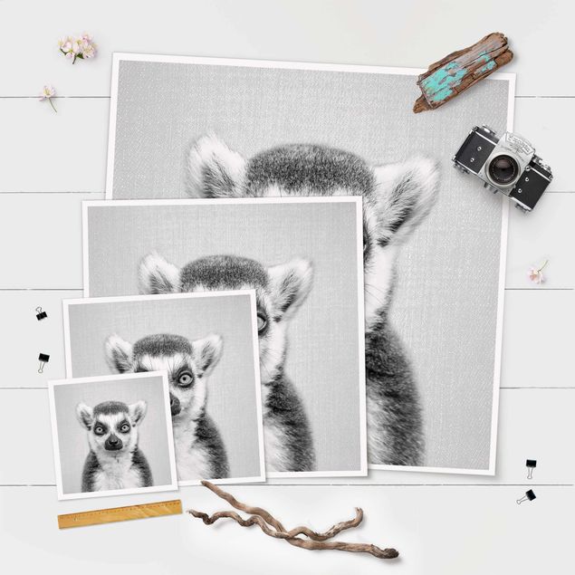 Billeder Lemur Ludwig Black And White