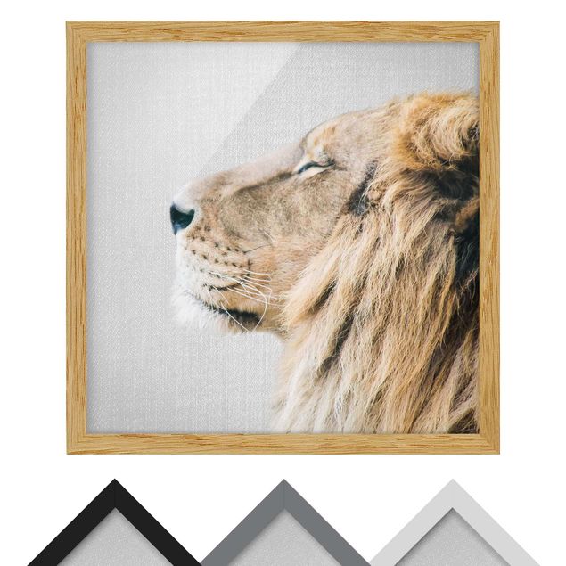 Billeder sort og hvid Lion Leopold